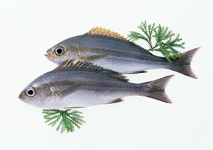 丸福の季節や流行に合せたシーズニングとは